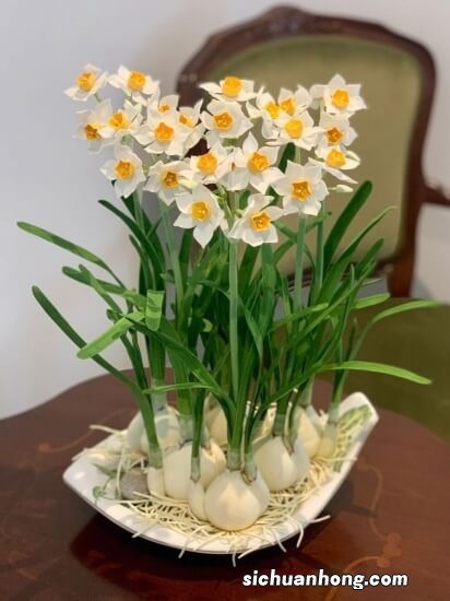 秋天适合养“重瓣水仙”,花美似玫瑰,清香四溢,封闭阳台也能养