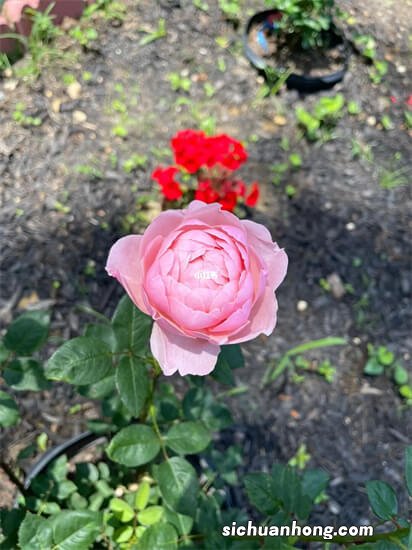 白色月季有多少个品种？