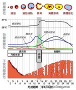 每个月造访的大姨妈，你真的了解她吗？正常情况应该是这样