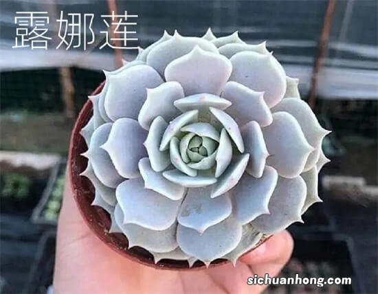 十大大型多肉植物蓝石莲上榜，第一叶面直径可达50厘米