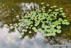 荇菜 十大知名浮水植物，榜首是入侵物种，诗经植物仅排第四