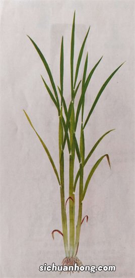 荔枝大小年是什么原因造成的？