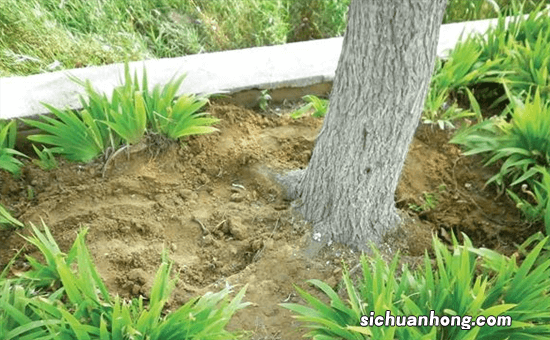 怎样才能让树死掉？