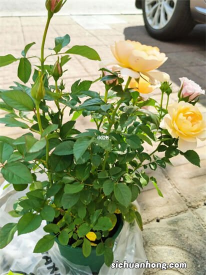 新手适合养的10种花 长寿花上榜，第十是丹麦国花