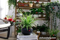 除甲醛植物十大排名 芦荟上榜，第三原产于墨西哥