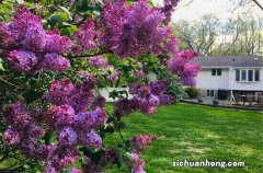 腊梅 十大香花树种，大多有药用价值，第五盛放在冬末