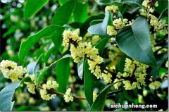 十大开花最香的树 蜡梅上榜，第三被誉为“花中神仙”