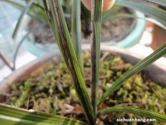 本人种植的卡特兰叶片发黄发黑是什么原因？可用什么药？