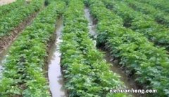 土豆的需肥特征是什么？如何进行科学施肥？