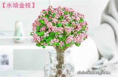 室内最易养的十大花卉 蝴蝶兰上榜，第四是“生命之花”