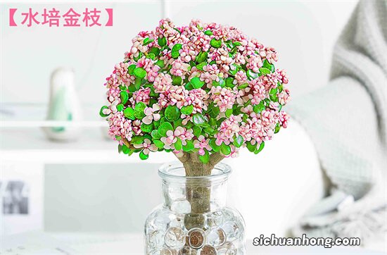 室内最易养的十大花卉 蝴蝶兰上榜，第四是“生命之花”