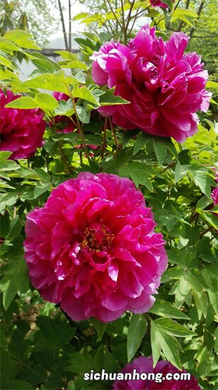 十种世界上最美的花 郁金香上榜,第一是“花中之王”