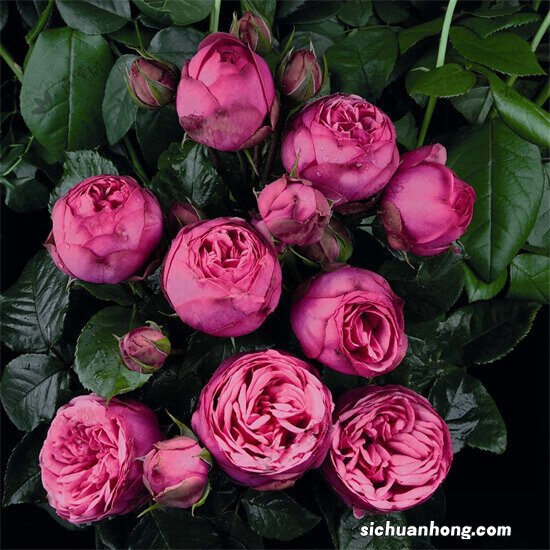 十大勤花月季,奥斯汀多款月季上榜,第一是最常见阳台月季