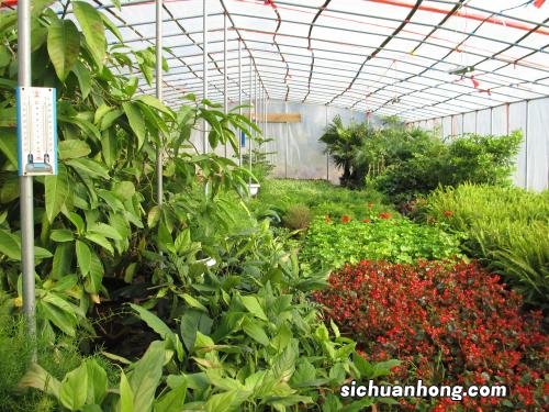 最名贵的十种花卉，中国十大名花均上榜，第五是花中皇后