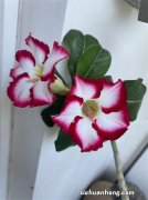 此盆栽植物超耐热，适合夏天栽培，花色美丽，花期长，还可做盆景