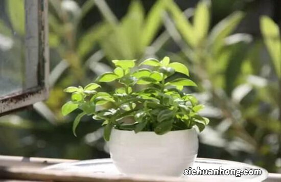 “6种花”属于夏天，顽强皮实耐热，漂亮茂盛，养一盆旺一盆