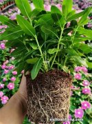 夏季可以养一种花，非常皮实耐热，天天开花，花色艳丽开爆盆