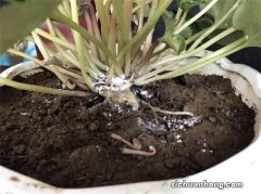 如果你养的绿萝叶子发黑枯萎，试试这个方法，让它恢复就这么简单