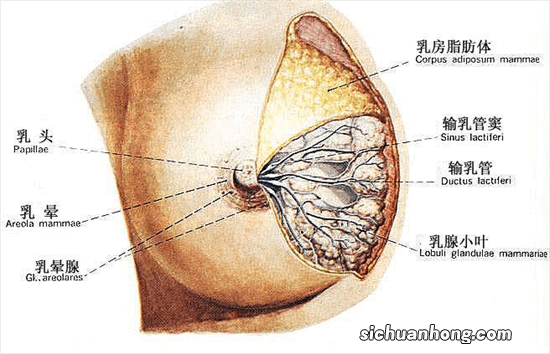 得了乳腺炎该怎么办？
