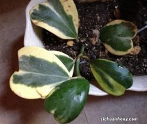 别再傻傻的买绿萝了，大学更适合养这几种盆栽