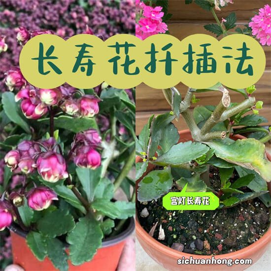 长寿花不用买，这两种扦插方法，省钱省事，新手只管放心操作