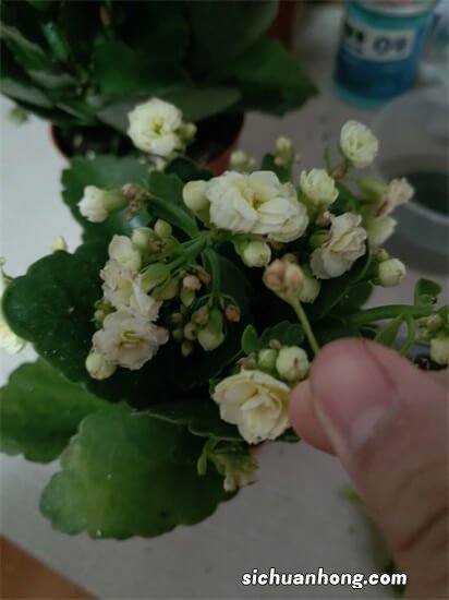 快两个月了，长寿花的花苞还是打不开到底是怎么回事儿？