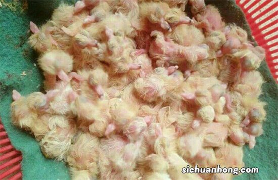 小鸽出壳两三天就死了，是不是老鸽子没有鸽乳造成的，请问？