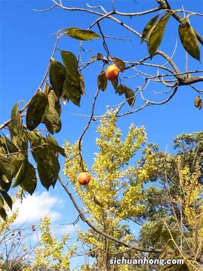 老人常说“门前有三树，后代子孙富”，老一辈传下来的俗语，有用