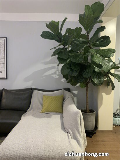 适合懒人养的室内大型植物 福禄桐上榜,第七原产于墨西哥