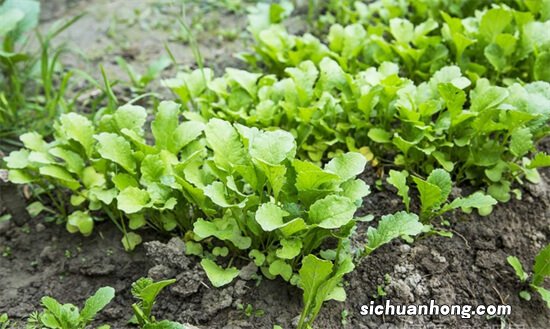 白萝卜种植，为何成熟的萝卜会长出地面？