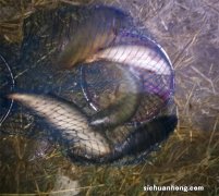 夜钓想要钓大鱼？这4个“技巧”先摸透！所有水面任你钓