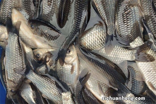 晚春初夏，野河钓大鲫，有3种“另类”钓浮方法，狂拉变得很容易