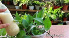 春季绿萝扦插成活率高，3种方法手把手教你，一个月就会爆盆