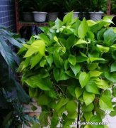 如何养护好绿萝，答案全在这里！懂得方法和掌握技巧才是关键！