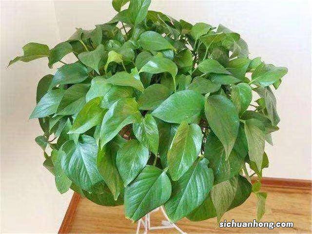 绿萝想要爆盆牵长藤，春季养护是关键，做好这几步很快即可爆盆