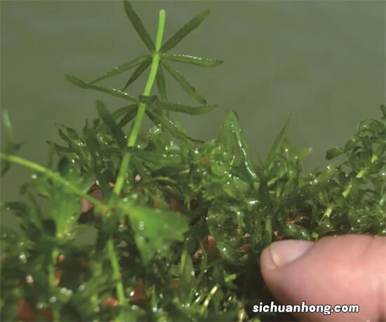 小龙虾有哪些栖息习性?如何利用它的栖息性来养殖高品质的龙虾?