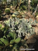 十大神奇的植物排名，跳舞草上榜，第一堪称植物界的魔法师