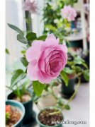 十大品种月季花排名，蓝色风暴上榜，第一让你迷恋上她的繁华与美丽