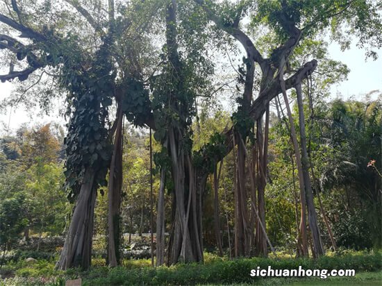世界十大最美的树，樱花树上榜，看到第五个我已经陶醉了