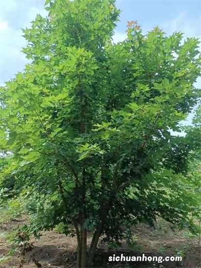 世界十大行道树排行，法国梧桐上榜，第六让人行走在金色隧道中