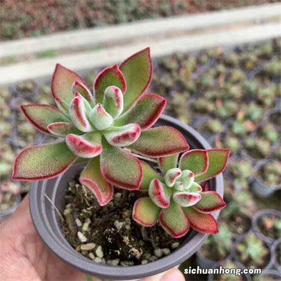 6款老多肉，被花友评为“最美多肉”，每个人都要养，你家有吗