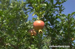 这种果树，适合种在自家庭院里，耐寒耐旱易养活，产量还很高