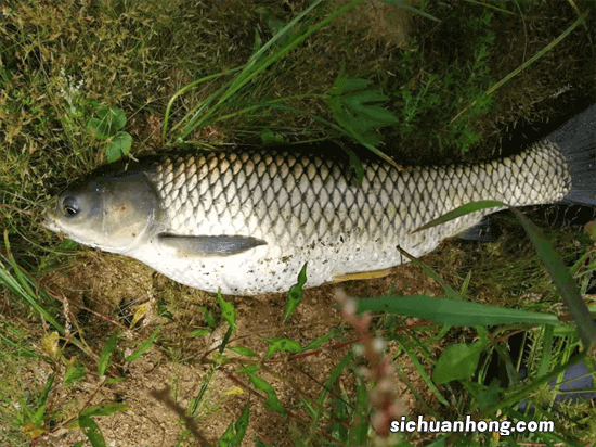 不懂的钓友总把这种鱼认成草鱼，其实只是长得像，这种鱼要更好钓