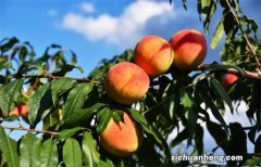 秋天，吃葡萄苹果，不如吃它，多买些一煮一晒，随吃随取，真省事