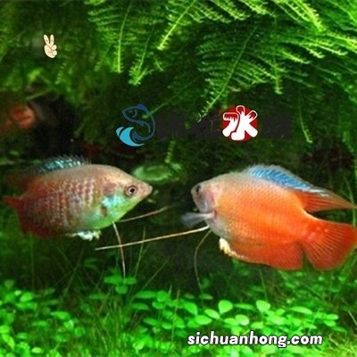 养观赏鱼前了解这些鱼类划分的基本知识，更能帮你把观赏鱼养好