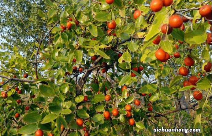 统编版语文三年级上册教材课后习题参考答案，收藏学习
