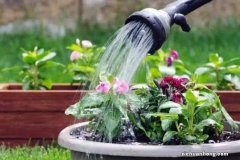 花市“一次性”的盆栽，开完花就死，未免太可惜