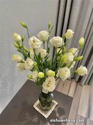 洋桔梗不好养？看完这篇成为洋桔梗达人，再也不怕养不活了