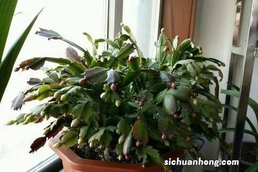 家里有茉莉花的,现在可别施肥,白白消耗养分,不值当