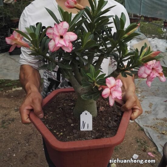 家里看腻了绿萝、吊兰，就养盆沙漠玫瑰，4点到位、满树花